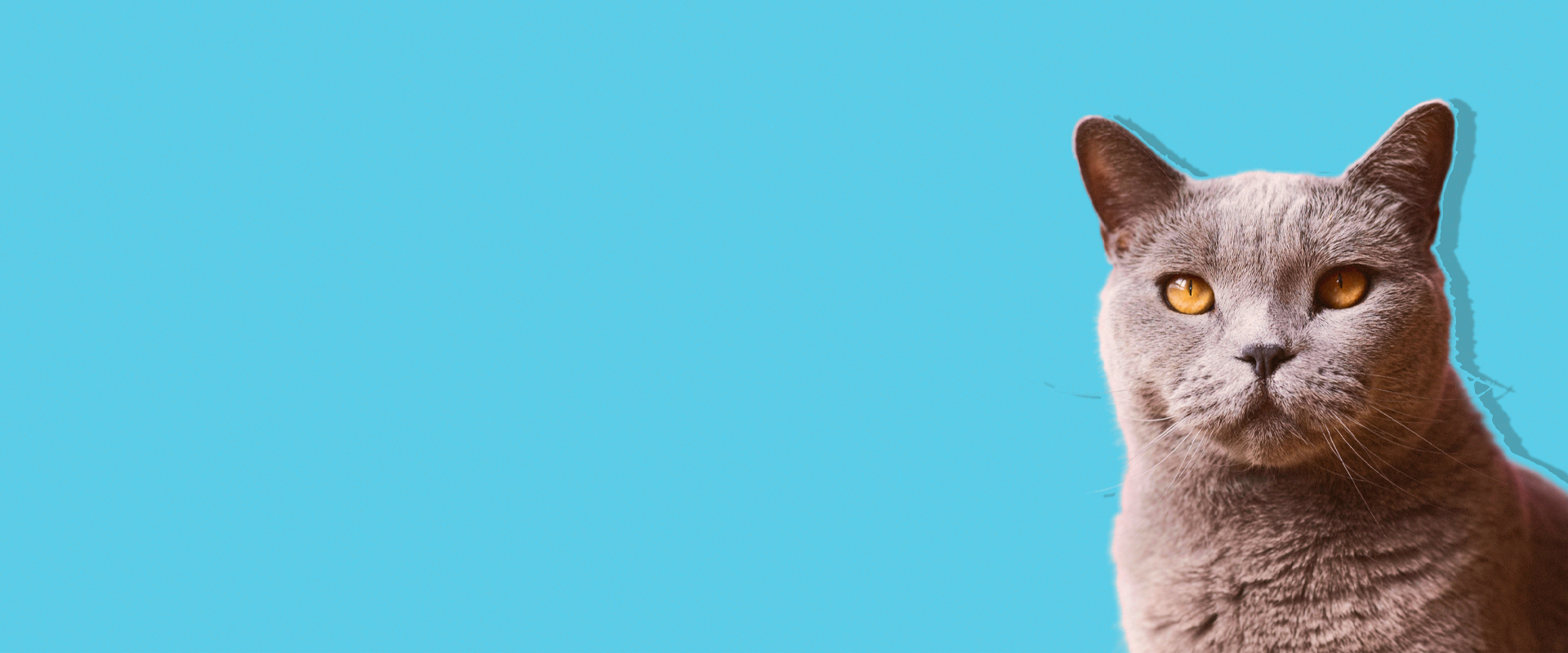 Cat Banner