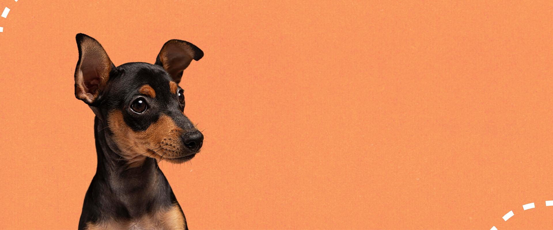Dog Banner