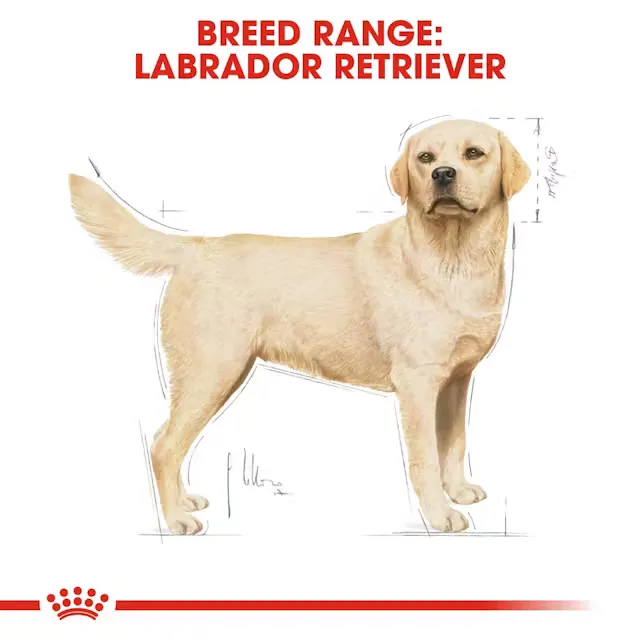 Royal Canin Labrador Retriever Adult Dry Food view 2