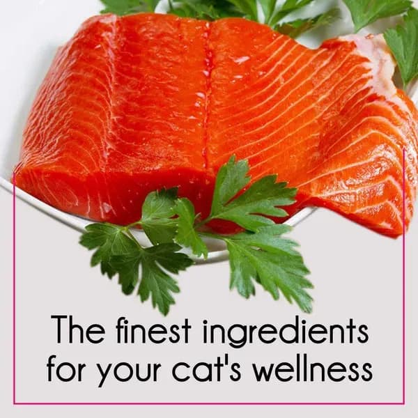Purepet Tuna Salmon Adult Cat Dry Food view 3