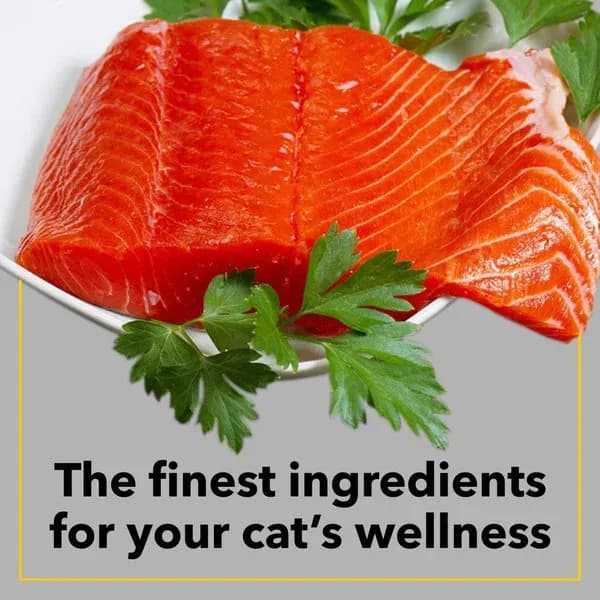 Purepet Sea Adult Cat Dry Food view 3