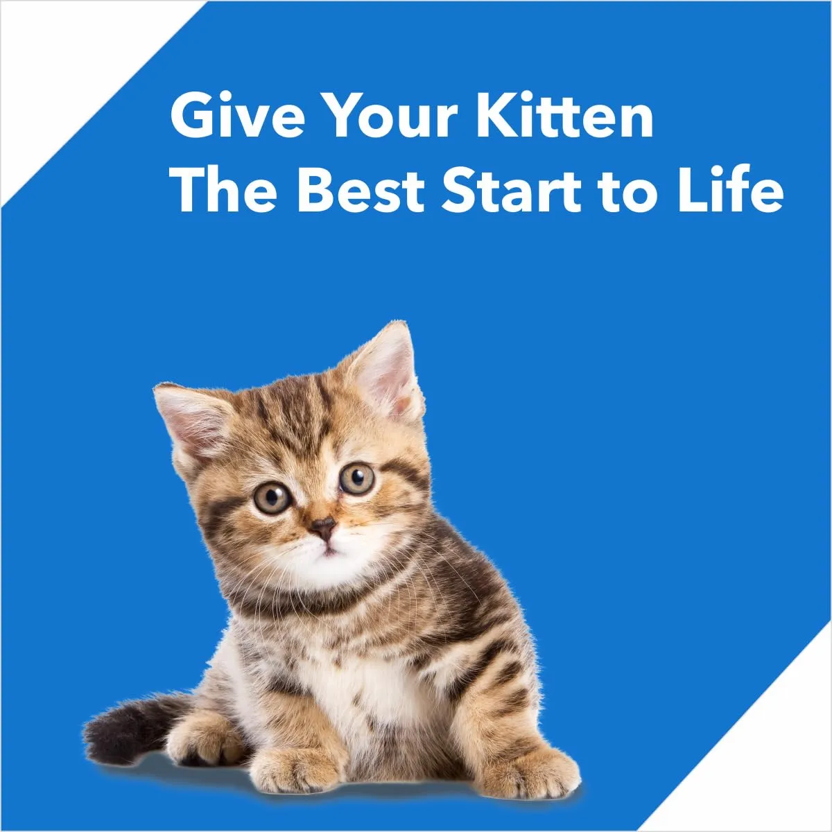 Drools Kitten Ocean Fish Dry Cat Food view 2