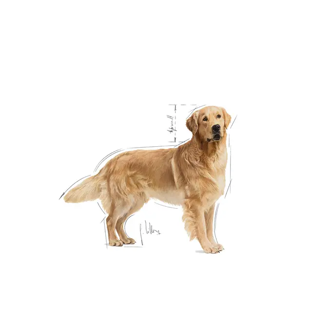 Royal Canin Golden Retriever Adult Dry Food view 3