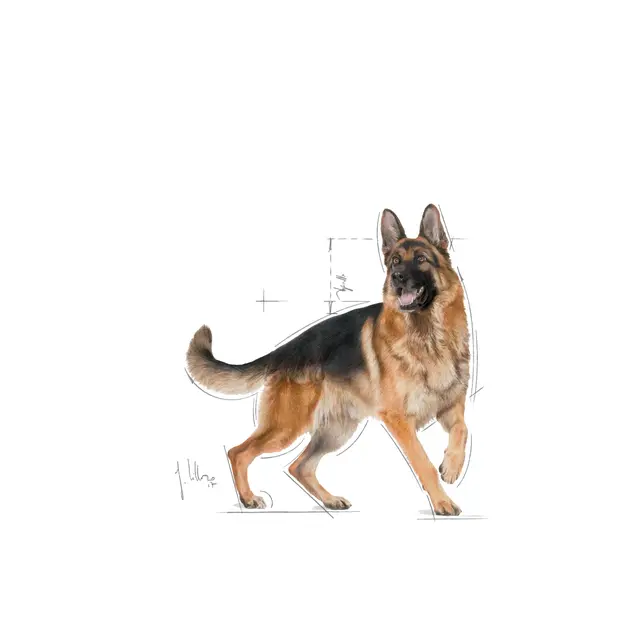 Royal Canin German Shepherd Adult Dry Food view 3
