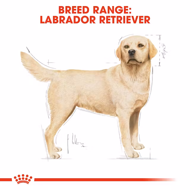 Royal Canin Labrador Retriever Adult Dry Food view 2