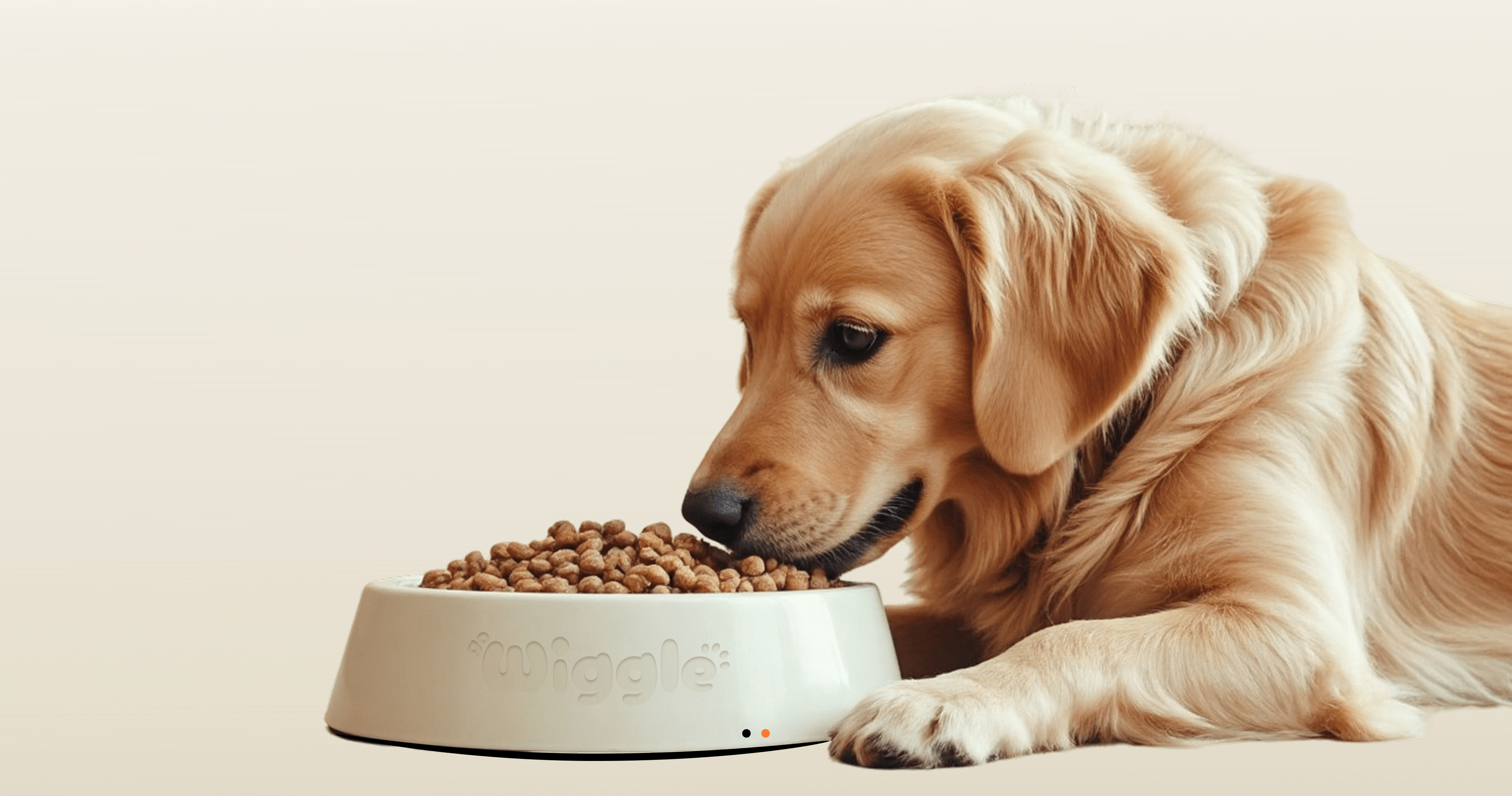 Premium Pet Essentials - Golden Retriever eating from bowl