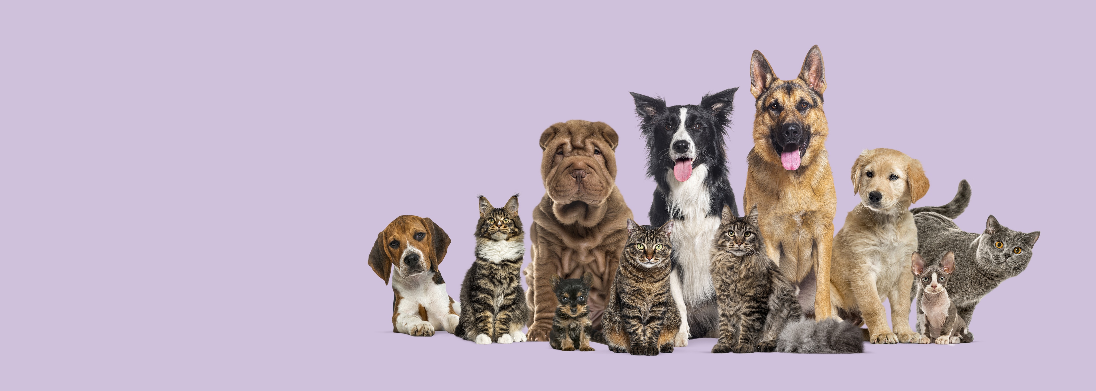Happy pets collection - Dogs and cats of various breeds