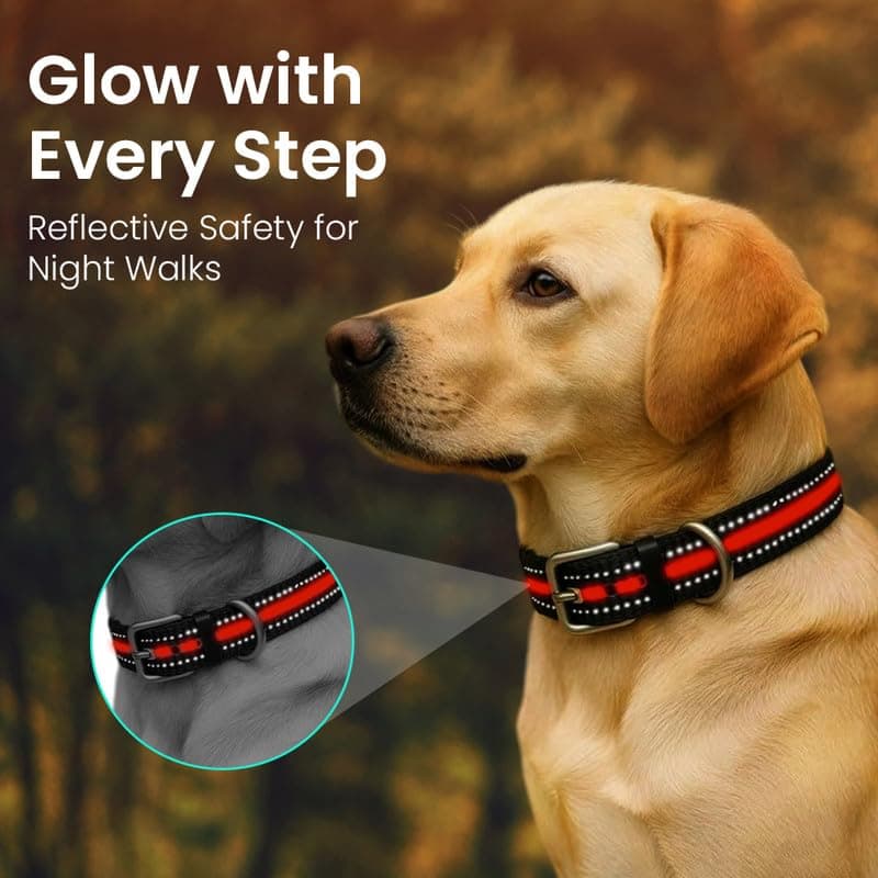 Royal Pet Needs Flexy Collar