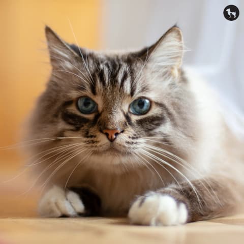 cat logo