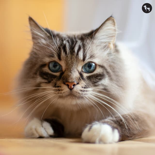cat logo