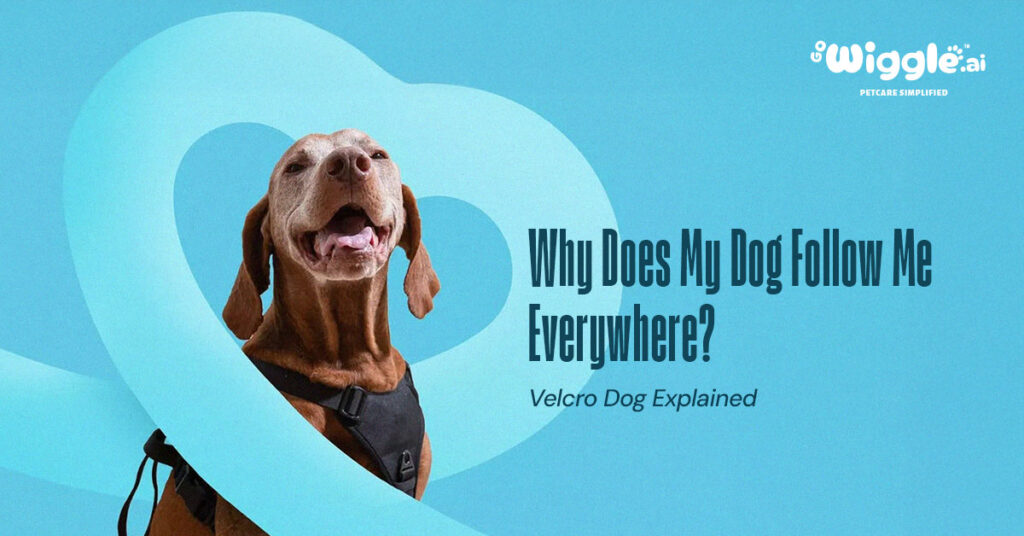 Velcro Dog Explained