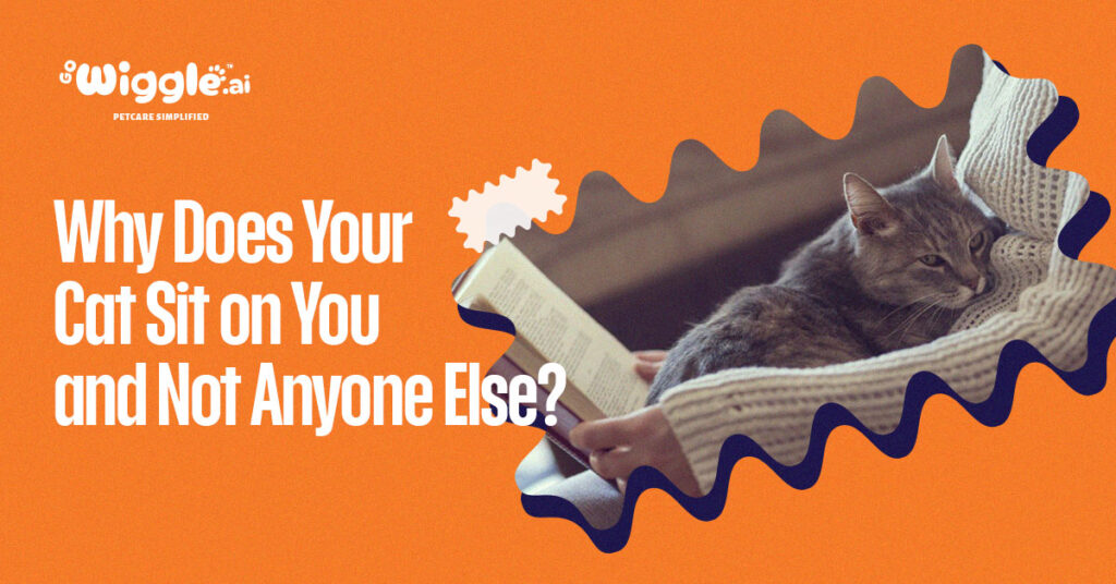 Why Does Your Cat Sit on You and Not Anyone Else?