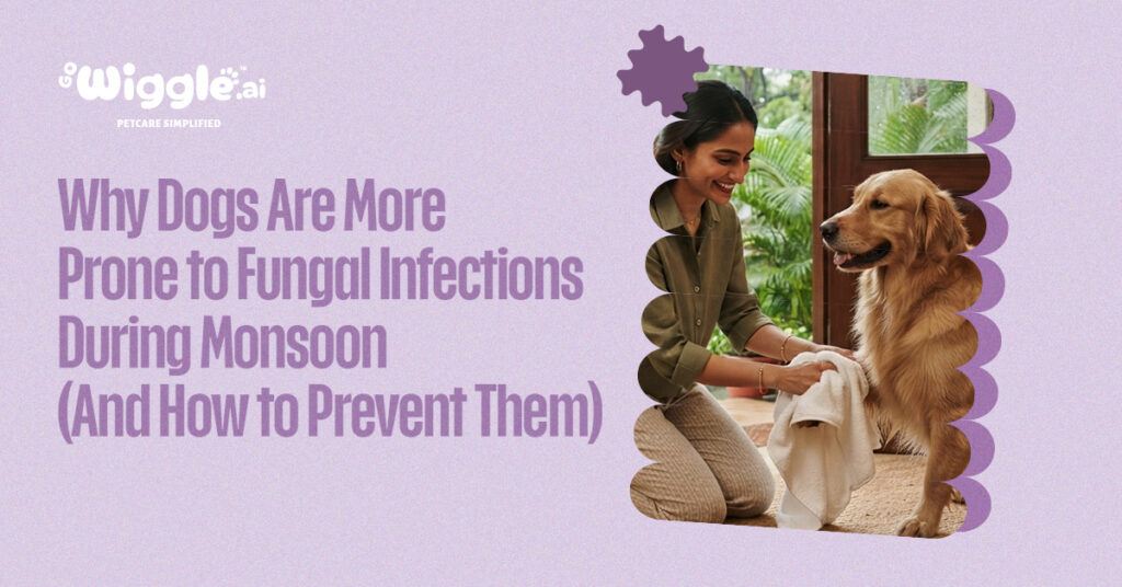 How to prevent Fungal infection in dogs