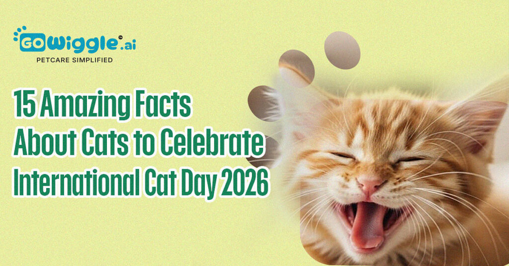 15 Amazing Cat Facts for International Cat Day | Go Wiggle.ai