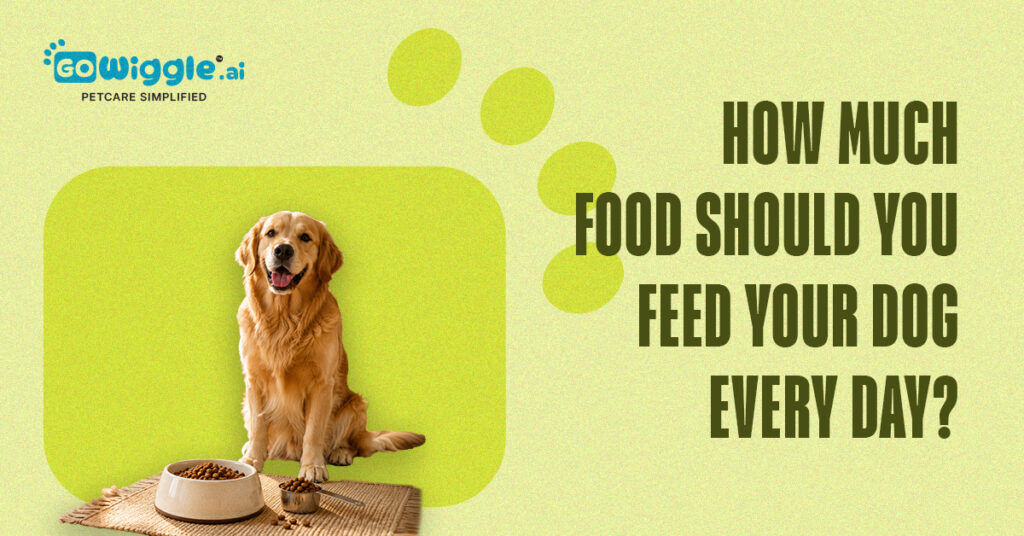 How Much Food Should You Feed Your Dog Every Day? | Gowiggle.ai