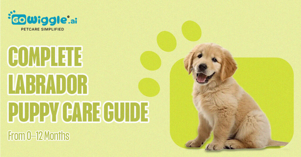 Follow this Labrador puppy care guide from birth to 12 months, covering feeding, training, exercise, grooming, growth and key milestones.
