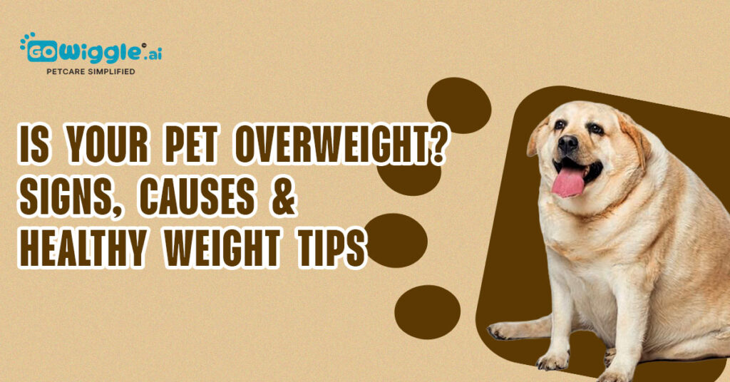 Is Your Pet Overweight? Signs, Causes & Weight Tips