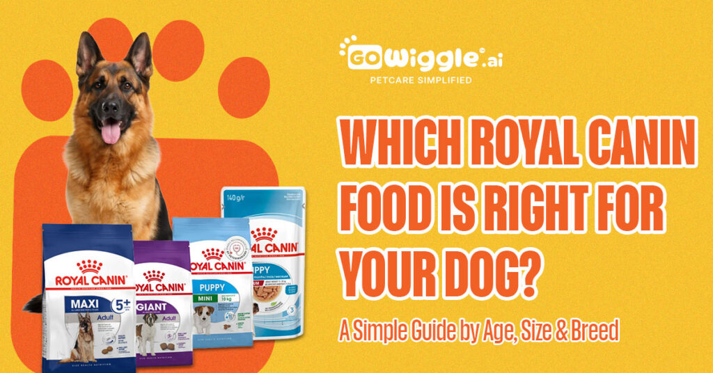 Which Royal Canin Food Is Right for Your Dog?