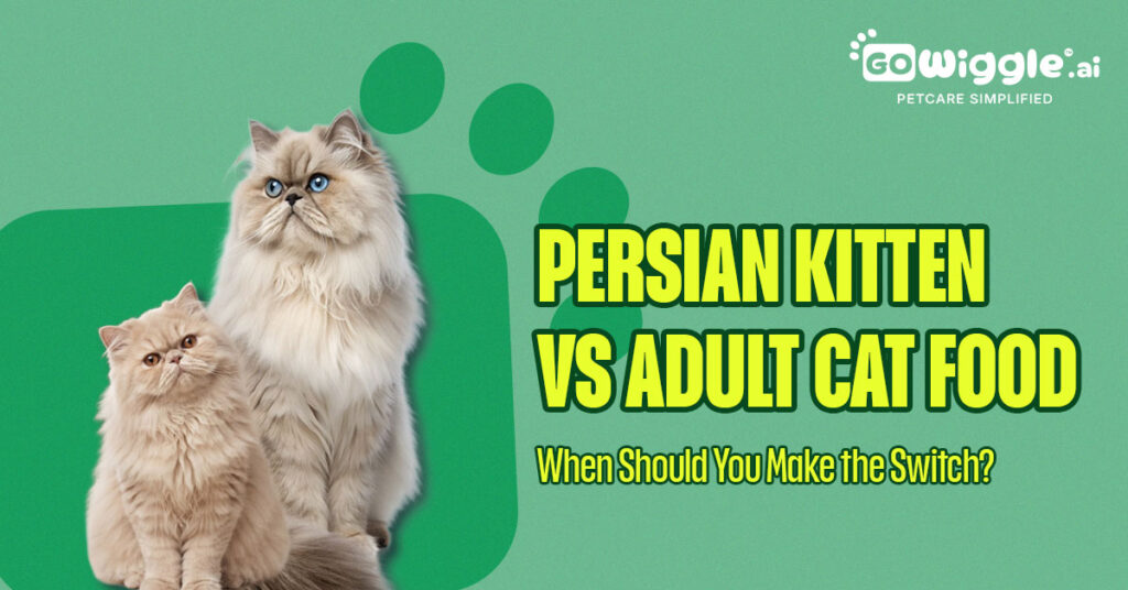 Persian Kitten vs Adult Cat Food: When to Switch