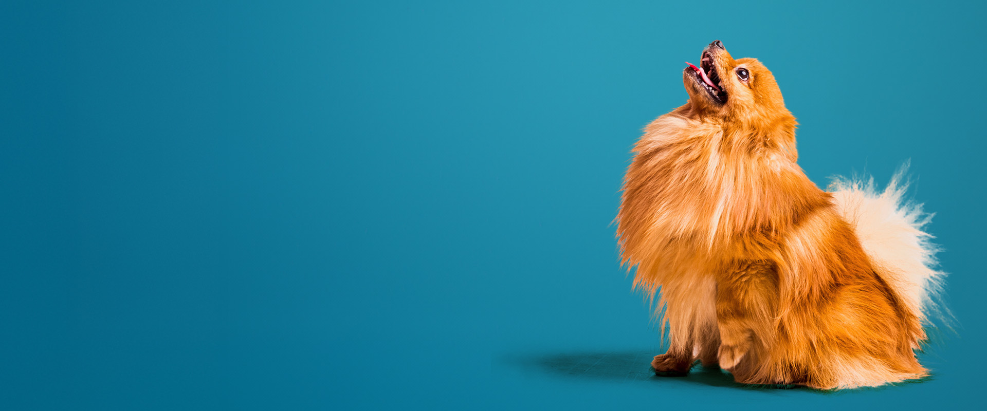 Contact Us - Happy Pet